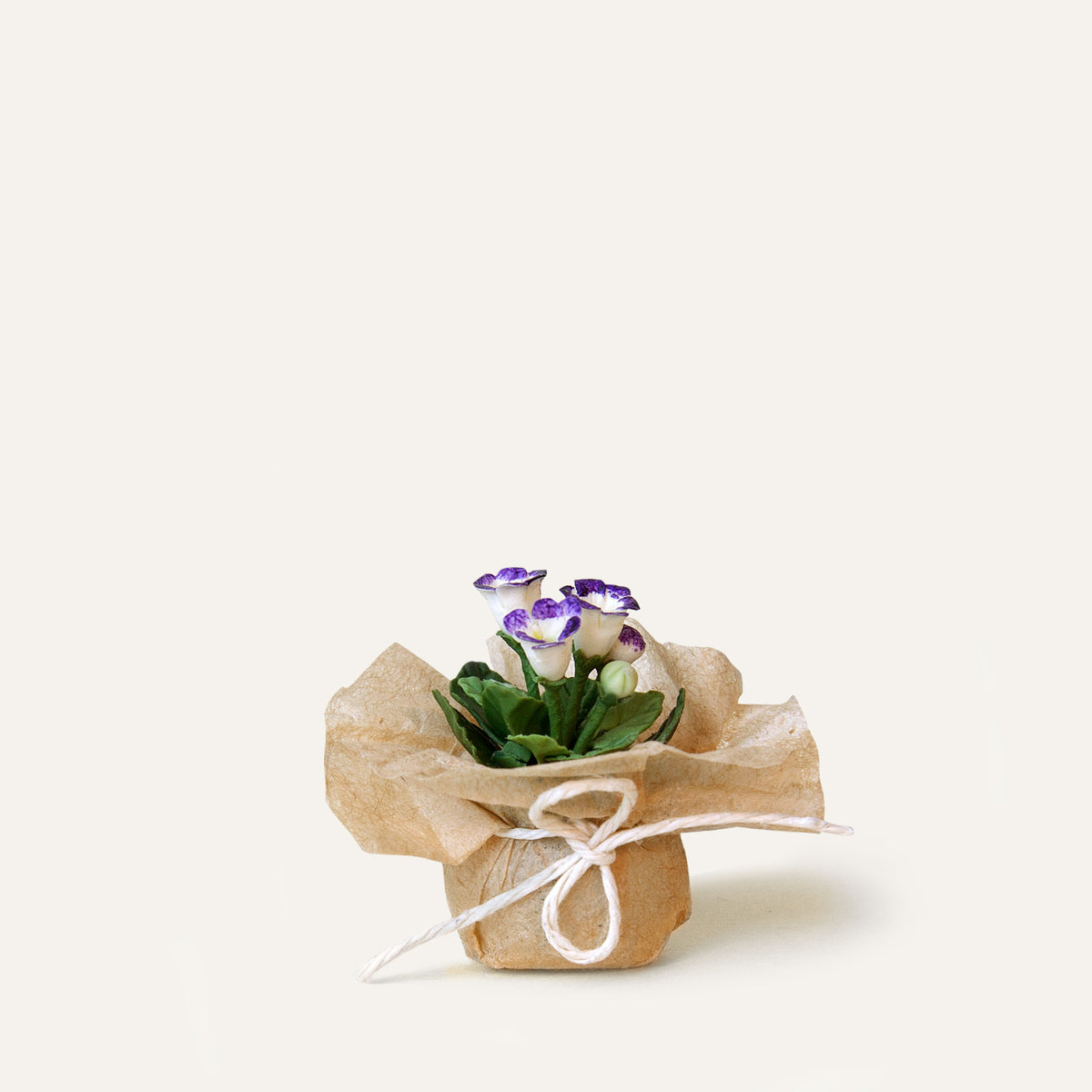 is gloxinia a potted plant Gloxinia – Twinheart