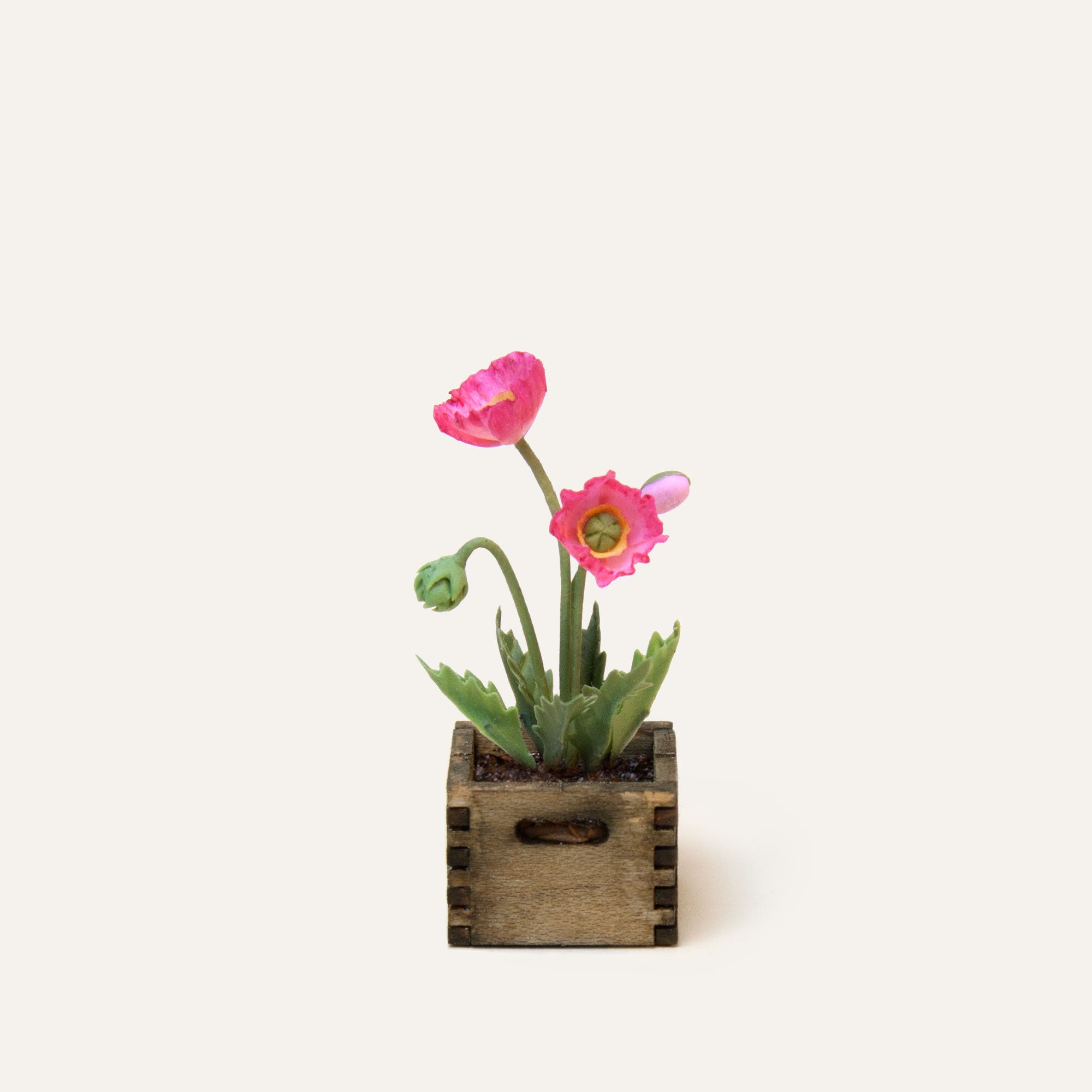 potted poppy plants for sale Poppy – Twinheart